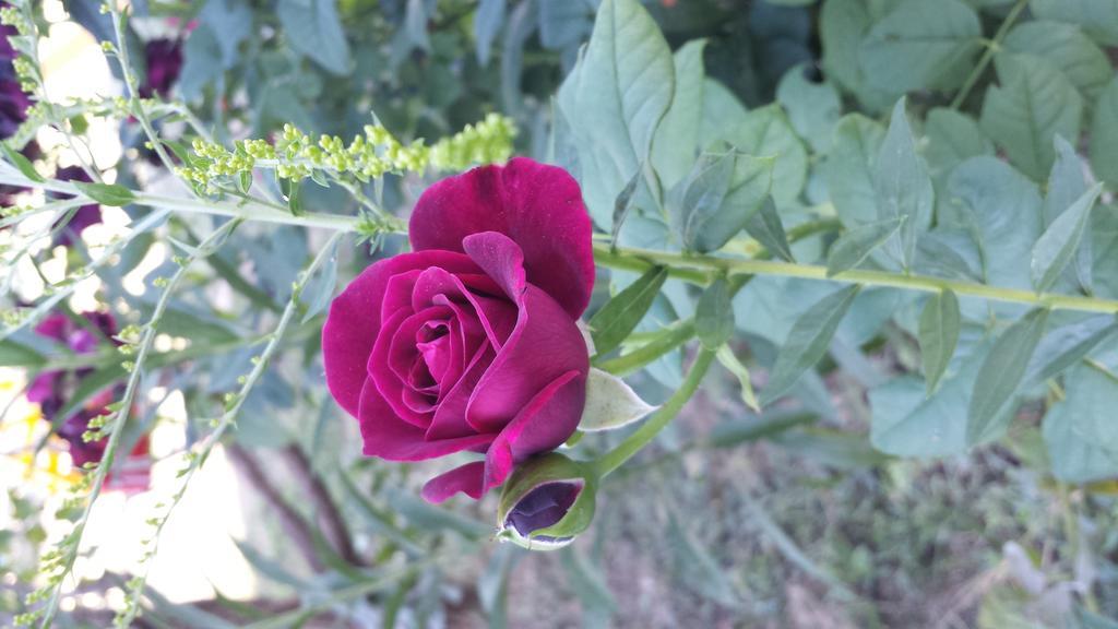 Appartamento Acero Rosso วิเชนซา ภายนอก รูปภาพ